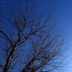 ALBERI. Fotografie di Giulio Azzarello &copy;2024.