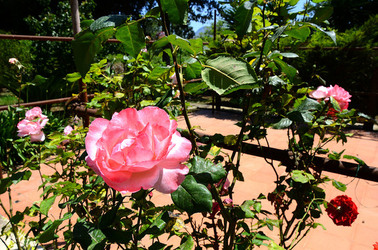 NATURA tipiche rose selvatiche di un giardino siciliano in estate. Fotografie di Giulio Azzarello &copy;2014.