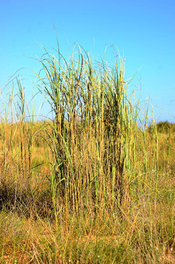 CANNETI in SICILIA. Fotografie di Giulio Azzarello &copy;2016.