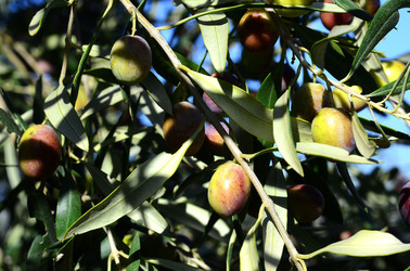 ULIVETO in autunno. Fotografie di Giulio Azzarello ©2014. ULIVETO in autunno. Fotografie di Giulio Azzarello ©2014.