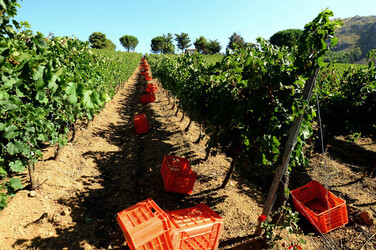 VENDEMMIA a S.Cristina Gela in Sicilia. Fotografie di Giulio Azzarello &copy;2016.