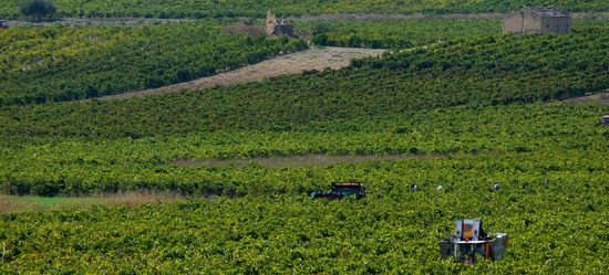 VIGNETO tipico siciliano a Salemi panoramiche e particolari. Fotografie di Giulio Azzarello &copy;2014.