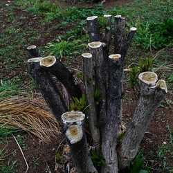 TRONCHI. Fotografie di Giulio Azzarello ©2022.