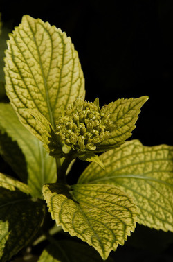 FOTOGRAFIE SPECIALI bianco e nero colore astratto concettuale grafico. Fotografie di Giulio Azzarello &copy;2014.