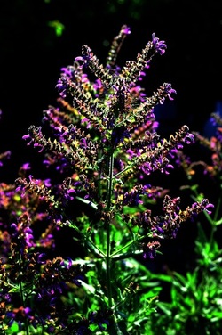 ORTO BOTANICO di Palermo nel maggio 2018. Fotografie di Giulio Azzarello &copy;2018.