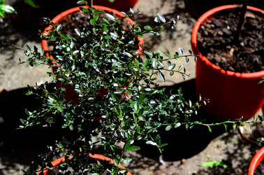 ORTO BOTANICO di Palermo in inverno. Fotografie di Giulio Azzarello &copy;2016.