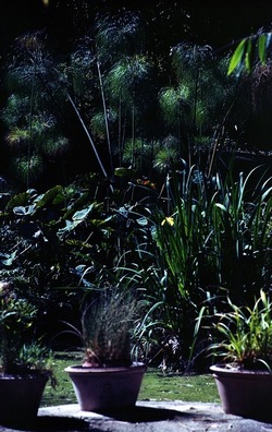 ORTO BOTANICO di Palermo. Fotografie di Giulio Azzarello ©2021.