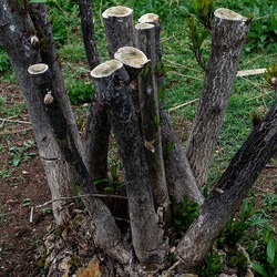 TRONCHI. Fotografie di Giulio Azzarello ©2022.