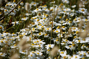 ARTE CONTEMPORANEA A PIRGI sito e riserva archeologica. Fotografie di Giulio Azzarello &copy;2014.