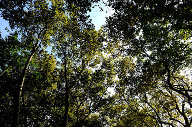 GIARDINI della BIENNALE a Venezia. Foto di Giulio Azzarello &copy;2015 2016.