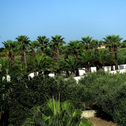 SELINUNTE. Fotografie di Giulio Azzarello ©2022. SELINUNTE. Fotografie di Giulio Azzarello ©2022.