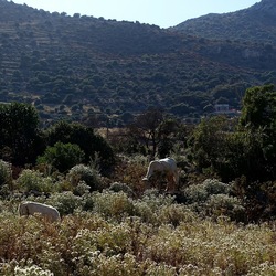 BESTIE. Fotografie di Giulio Azzarello ©2022. BESTIE. Fotografie di Giulio Azzarello ©2022.