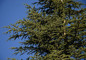 IL PARCO DELLE MADONIE da Polizzi Generosa in Sicilia. Fotografie di Giulio Azzarello &copy;2014.