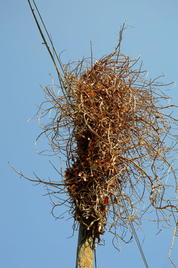 GRANDE NIDO spontaneo in campagna. Fotografie di Giulio Azzarello &copy;2014.