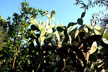 GOLE DELL ALCANTARA in Sicilia. Fotografie di Giulio Azzarello &copy;2016.