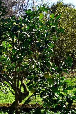 AGRUMETO SICILIANO in autunno. Fotografie di Giulio Azzarello &copy;2014.