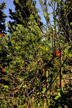 GIARDINO SICILIANO fotografie di Giulio Azzarello ©2021. GIARDINO SICILIANO fotografie di Giulio Azzarello ©2021.