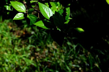 GIARDINO SICILIANO fotografie di Giulio Azzarello &copy;2020.