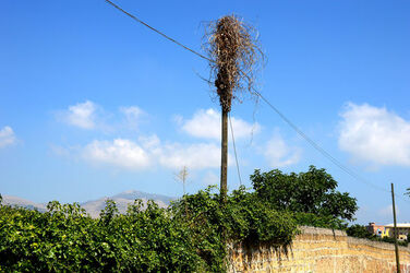 GRANDE NIDO spontaneo in campagna. Fotografie di Giulio Azzarello &copy;2014.