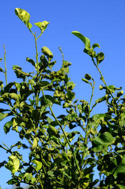 ULIVETO in autunno. Fotografie di Giulio Azzarello ©2014. ULIVETO in autunno. Fotografie di Giulio Azzarello ©2014.