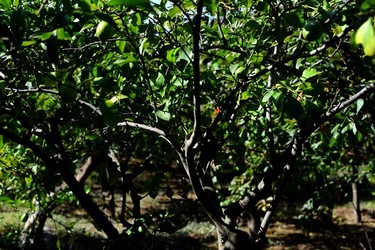GIARDINO SICILIANO fotografie di Giulio Azzarello &copy;2020.