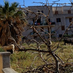 BESTIE. Fotografie di Giulio Azzarello ©2022. BESTIE. Fotografie di Giulio Azzarello ©2022.