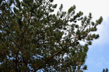 IL PARCO DELLE MADONIE da Polizzi Generosa in Sicilia. Fotografie di Giulio Azzarello &copy;2014.