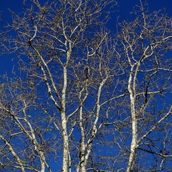 ALBERI. Fotografie di Giulio Azzarello &copy;2024.