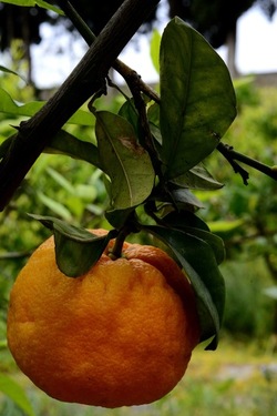 ZAGARA. Fotografie di Giulio Azzarello ©2022. ZAGARA. Fotografie di Giulio Azzarello ©2022.