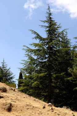IL PARCO DELLE MADONIE da Polizzi Generosa in Sicilia. Fotografie di Giulio Azzarello &copy;2014.