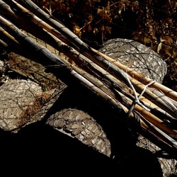 RAMI E ROVI. Fotografie di Giulio Azzarello ©2023. RAMI E ROVI. Fotografie di Giulio Azzarello ©2023.