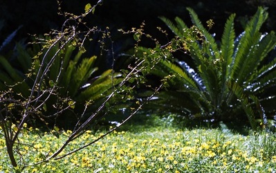 ORTO BOTANICO di Palermo. Fotografie di Giulio Azzarello ©2021.