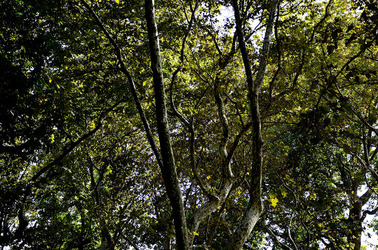 GIARDINI della BIENNALE a Venezia. Foto di Giulio Azzarello &copy;2015 2016.