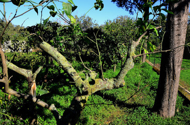 AGRUMETO SICILIANO in autunno. Fotografie di Giulio Azzarello &copy;2014.