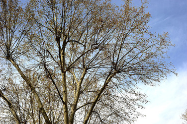 VILLA BONANNO a Palermo. Fotografie di Giulio Azzarello &copy;2016.