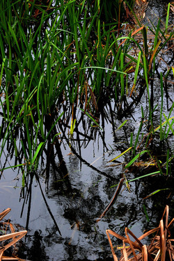 PAESAGGIO CATANESE panoramiche e particolari. Fotografie di Giulio Azzarello &copy;2014.