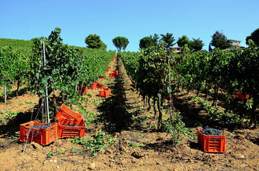 VENDEMMIA a S.Cristina Gela in Sicilia. Fotografie di Giulio Azzarello &copy;2016.