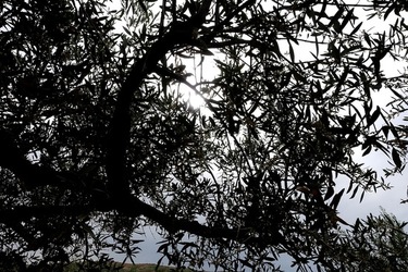 ULIVETO SICILIANO. Fotografie di Giulio Azzarello ©2022.