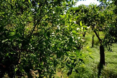 GIARDINO SICILIANO fotografie di Giulio Azzarello ©2021. GIARDINO SICILIANO fotografie di Giulio Azzarello ©2021.