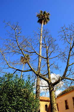 MACCHIA MEDITERRANEA in Sicilia. Fotografie di Giulio Azzarello &copy;2106.