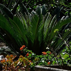 GIARDINO fotografie di Giulio Azzarello ©2019. GIARDINO fotografie di Giulio Azzarello ©2019.