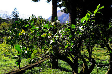 AGRUMETO SICILIANO in autunno. Fotografie di Giulio Azzarello &copy;2014.