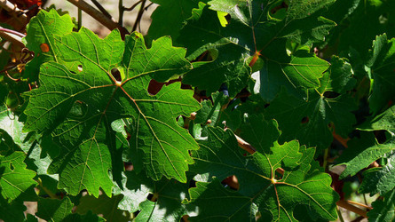 VIGNETO tipico siciliano a Salemi panoramiche e particolari. Fotografie di Giulio Azzarello &copy;2014.