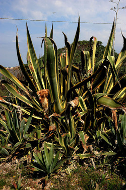 AGAVE selvatica sul mare in Sicilia a Cefalù. Fotografie di Giulio Azzarello ©2014. AGAVE selvatica sul mare in Sicilia a Cefalù. Fotografie di Giulio Azzarello ©2014.