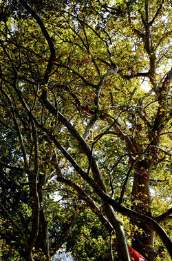 GIARDINI della BIENNALE a Venezia. Foto di Giulio Azzarello &copy;2015 2016.