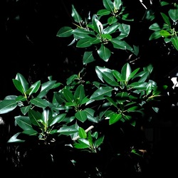 ORTO BOTANICO di PALERMO. Fotografie di Giulio Azzarello ©2019.