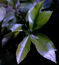 DIGITALIZZAZIONI fotografie di Giulio Azzarello &copy;2020.