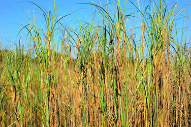 CANNETI in SICILIA. Fotografie di Giulio Azzarello &copy;2016.