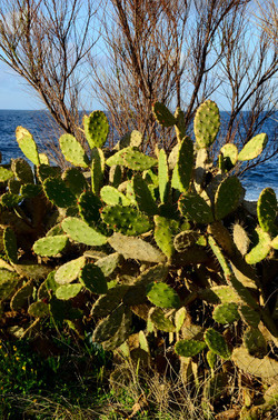 MACCHIA MEDITERRANEA in Sicilia. Fotografie di Giulio Azzarello &copy;2106.