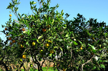 AGRUMETO SICILIANO in autunno. Fotografie di Giulio Azzarello &copy;2014.